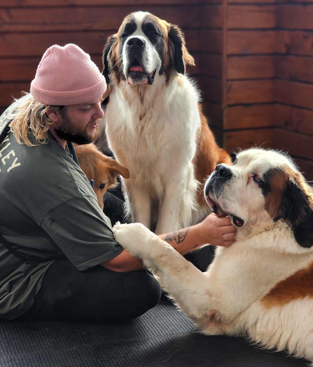 A Barkley Manor team member sitting with two Saint Bernards and a small tan dog